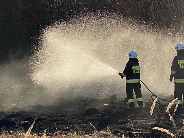 Plaga pożarów traw i nieużytków w powiecie jędrzejowskim. Strażacy wyjeżdżają do zdarzeń każdego dnia.