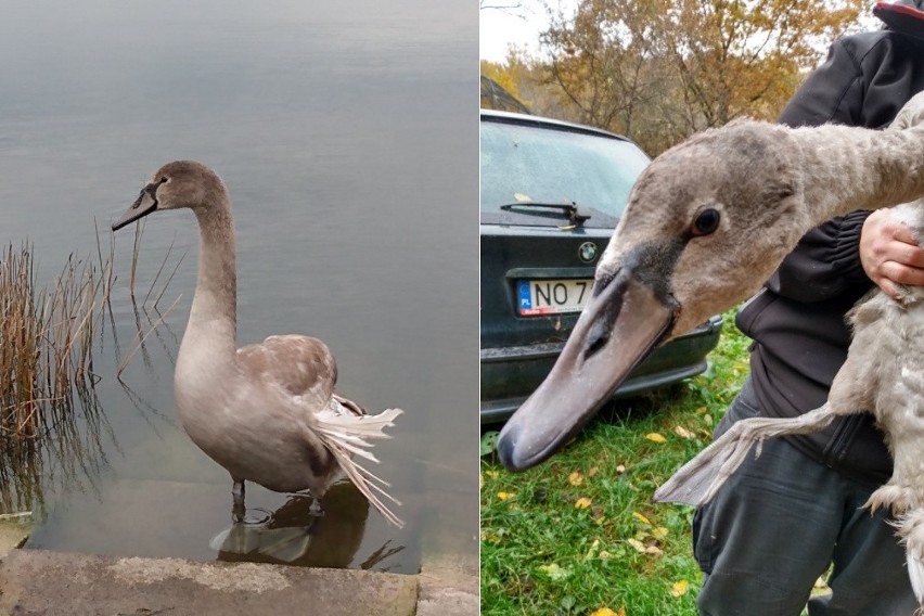 Łabędź z "anielskim skrzydłem" odłowiony na zalewie w Serafinie. Przyczyną choroby jest m.in. dokarmianie chlebem. Zdjęcia 28.10.2021