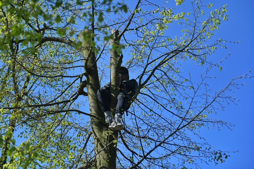 By wycinka nie postępowała dalej, w środę do drzew w Suchym...