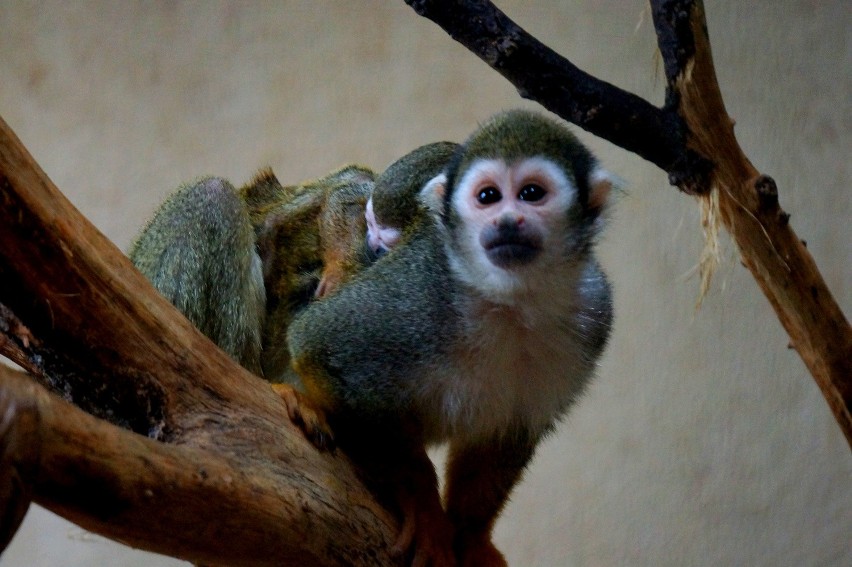 Sajmirki to niewielkie małpki pochodzące z Ameryki...