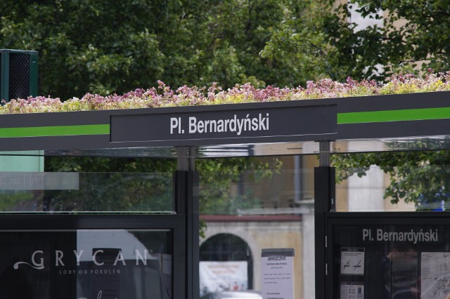Na pierwszych ośmiu przystankach w Poznaniu już jest zielono - zakwitł rozchodnik. Kolejne zdjęcie -->