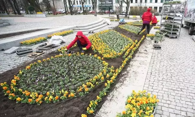 Ulica Żeromskiego. Pracownicy firmy ogrodniczej sadzą wiosenne kwiaty na rabatach.