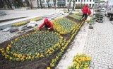Idzie wiosna, są i kwiaty. Zielenią się ulice w Radomiu