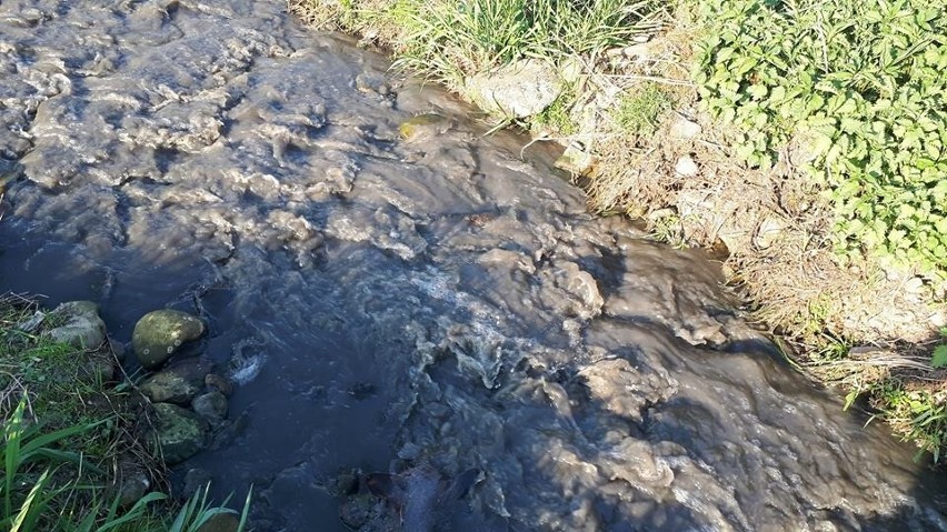 Dopływ z oczyszczalni do Raby - tak wyglądał w sobotę
