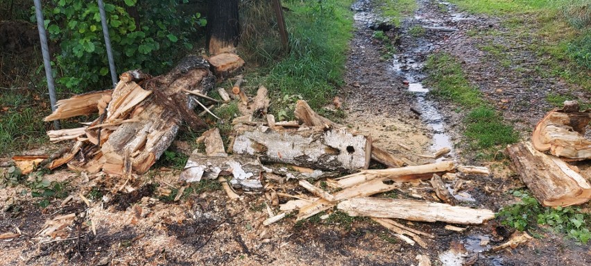 W Radomii drzewo przewróciło się na jezdnię