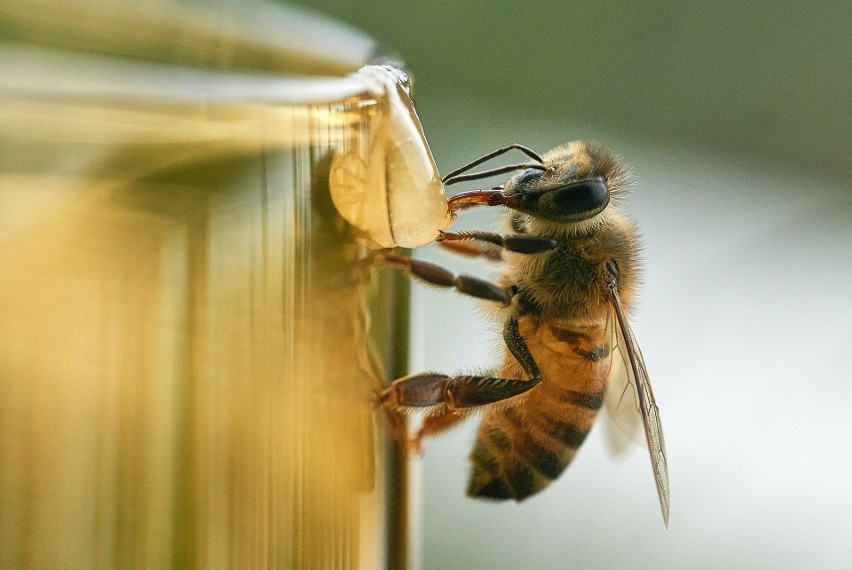 Pszczelarstwo polega nie tylko na produkcji miodu, ale...