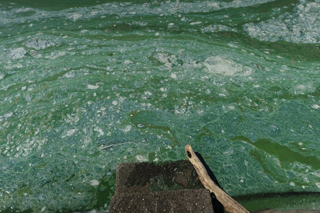 Sierpień 2023. Ogromne nagromadzenie sinic na Zalewie Mietkowskim. W rejonie tamy zbiornika utworzyła się gruba skorupa rozkładających się organizmów. Smród jest nie do wytrzymania...