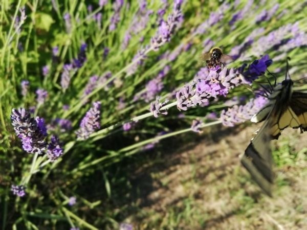 Również w Łodzi panuje proekologiczne nastawienie na  wspomaganie owadów, zwłaszcza tych zapylających, bez których nie będziemy mieć owoców i warzyw. To już nie jest moda, to po prostu obowiązek. Na szczęście bardzo przyjemny , bo kontakt z przyrodą pozwala odreagować stres, wyciszyć się i dać prawdziwą satysfakcję.