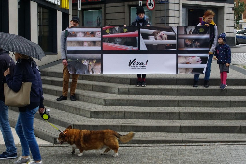 Poznań: Protest obrońców praw zwierząt