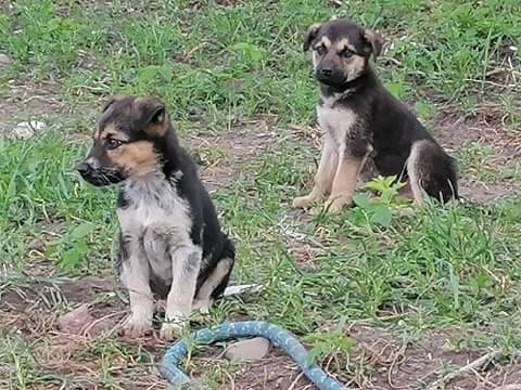 Wąsewo. Pieski są do wzięcia. Na pewno was pokochają. Zobaczcie zdjęcia