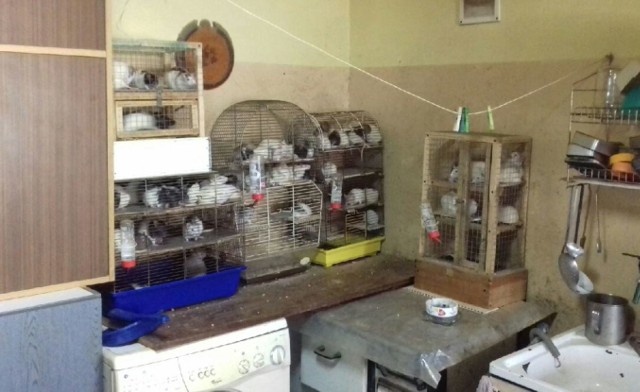 Do trzech lat więzienia grozi kobiecie, która w swoim jednopokojowym mieszkaniu hodowała 131 szczurów! Zwierzęta były trzymane w zaledwie 13 klatkach ustawionych jedna na drugiej. Szczurom było tak ciasno, że leżały na sobie - jeden na drugim. Czytaj więcej i zobacz zdjęcia na następnej stronie