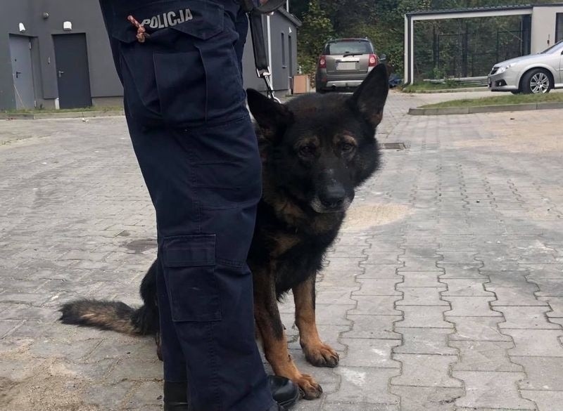 Pies policyjny i funkcjonariusze. Promocja zawodu policjanta [ZDJĘCIA]