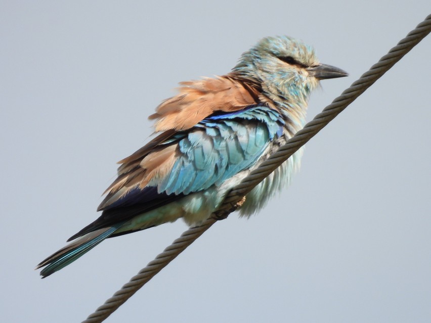 Kraska- zagrożonego wyginięciem ptaka można spotkać na Kurpiach. To ptak przecudnej urody. Zobacz zdjęcia.