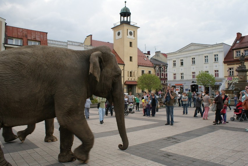 Sensacja! Słonie na rynku w Rybniku! [ZDJĘCIA]