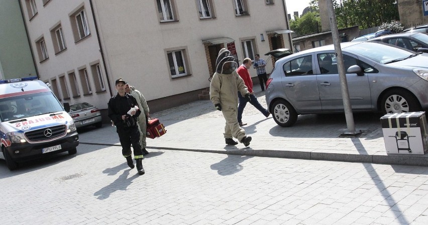 Rój pszczół zaatakował mężczyznę w Pucku