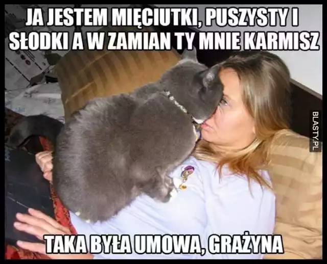 Memy z kotami. Najśmieszniejsze obrazki z kotami w Internecie