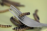 Czy jedzenie robaków jest bezpieczne? Ludzie nie wiedzą, czym to może się skończyć. Te osoby nie powinny sięgać po jadalne owady
