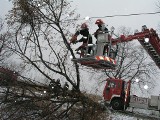 Silny wiatr do 120 km/h może łamać drzewa [OSTRZEŻENIE METEO]