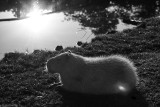Smutne wieści płyną z Nowego ZOO w Poznaniu. Nie żyje samica kapibary "Pożegnaliśmy Melę"