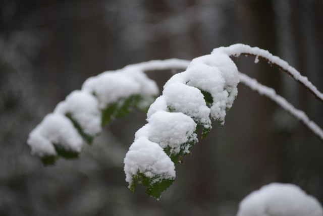 Instytut Meteorologii i Gospodarki Wodnej wydał ostrzeżenie dla mieszkańców województwa opolskiego.