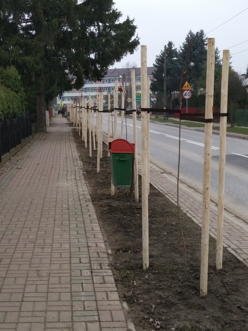 Klony zielone i czerwone zasadzono w Skalbmierzu. Ozdobne rośliny będą cieszyć oko przy ulicy podporucznika Sokoła [ZDJĘCIA]