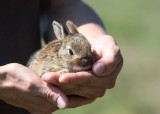 Poznaniacy pozbywają się małych zwierząt. Bezbronny królik zamarzł przy śmietniku