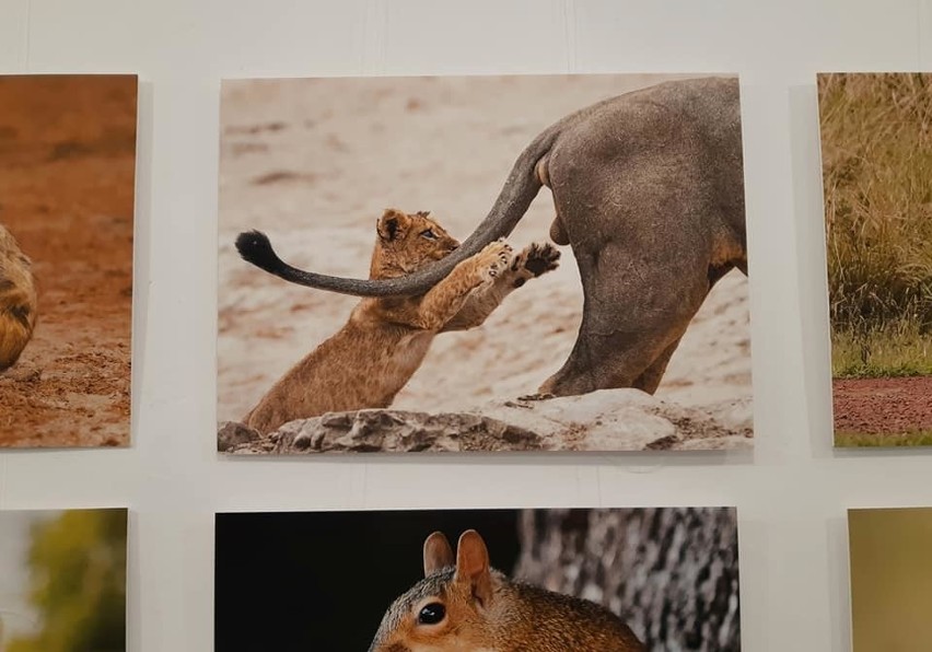 Zabawne zdjęcia dzikich zwierząt - zrobione przez fotografów...