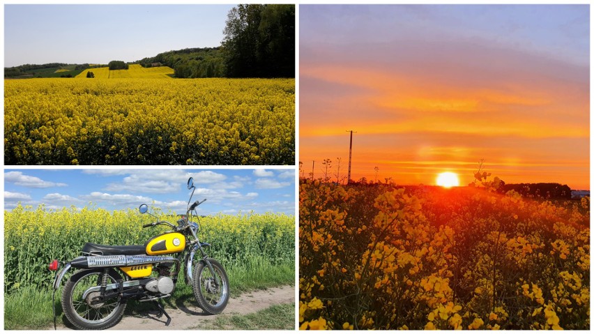 Lubelszczyzna. Pola rzepakowe to my mamy wszędzie! Piękno regionu w kadrach naszych Czytelników. Od tych zdjęć trudno oderwać wzrok! Zobacz