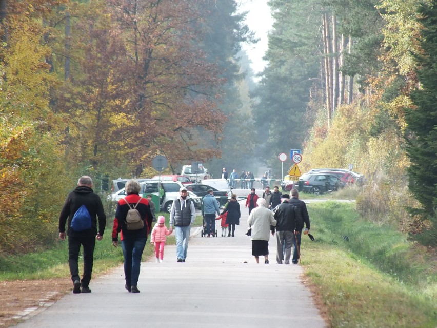 Najwięcej spacerowiczów i grzybiarzy było w starachowickich...