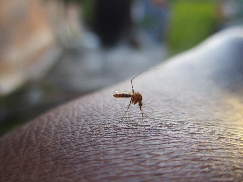 Ukąszenia owadów, choć zazwyczaj nie są bolesne, mogą być...