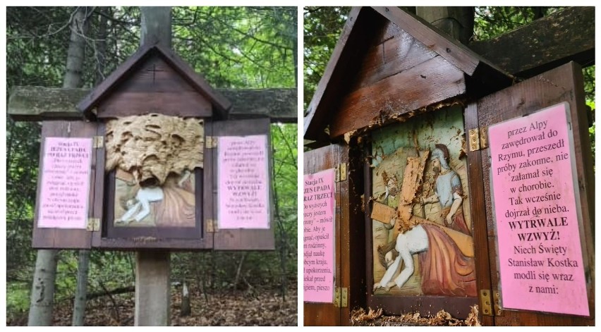 Zdjęcie z lewej przedstawia gniazdo szerszeni na drewnianej...