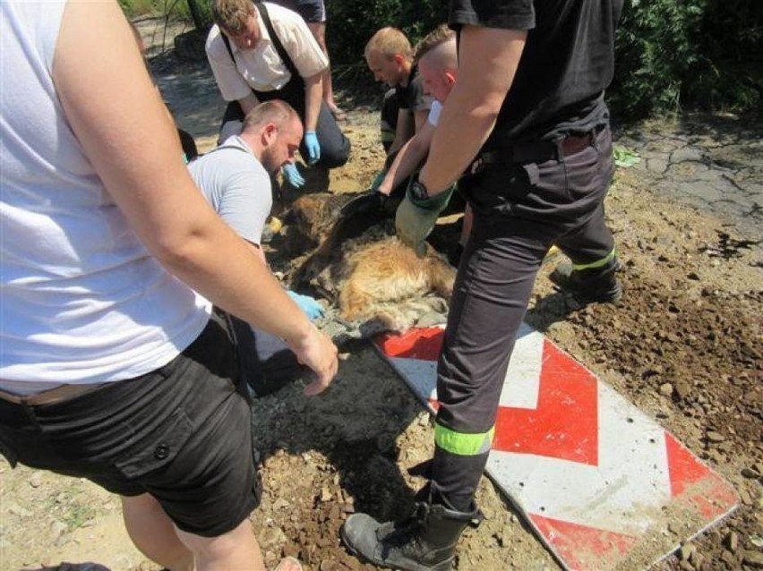 Strażacy przez pięć godzin ratowali psa... uwięzionego w...