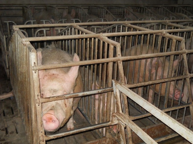 Afrykański pomór świń jest niebezpieczny dla zwierząt, ale nie dla ludzi.