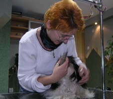 W psim salonie można zamówić kąpiel czy cięcie grzywki