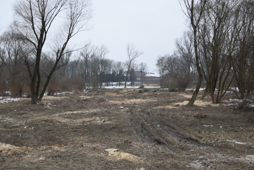 Oświęcim. Na Kamieńcu wycięto piękne drzewa. Tak powstaje Park Pojednania Narodów [ZDJĘCIA, WIZUALIZACJA]