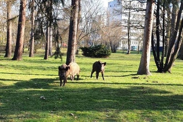 Natura ma szansę odetchnąć od człowieka. Dzikie zwierzęta zachęcone pustkami na ulicach zaczynają spacerować nawet po miejskich parkach.