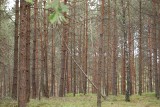 82-latek z Kościerzyny zgubił się w lesie. Szukała go policja