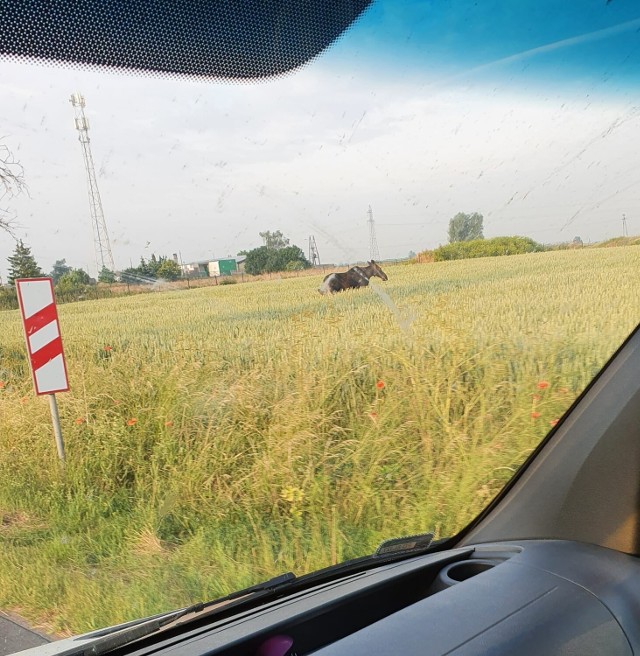 Czytelnicy Gniezno Nasz Miasto od kilku tygodni nadsyłają dziennikarzom zdjęcia łosia. Jak się okazuje łoś, a w zasadzie łosica, znana jest w okolicy ze swoich spokojnych i powolnych spacerów