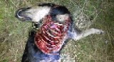Dramatyczne odkrycie w Nowej Soli. Znaleziono zwłoki oskalpowanego psa. Zwierzę miało urwaną łapę [DRASTYCZNE ZDJĘCIA]