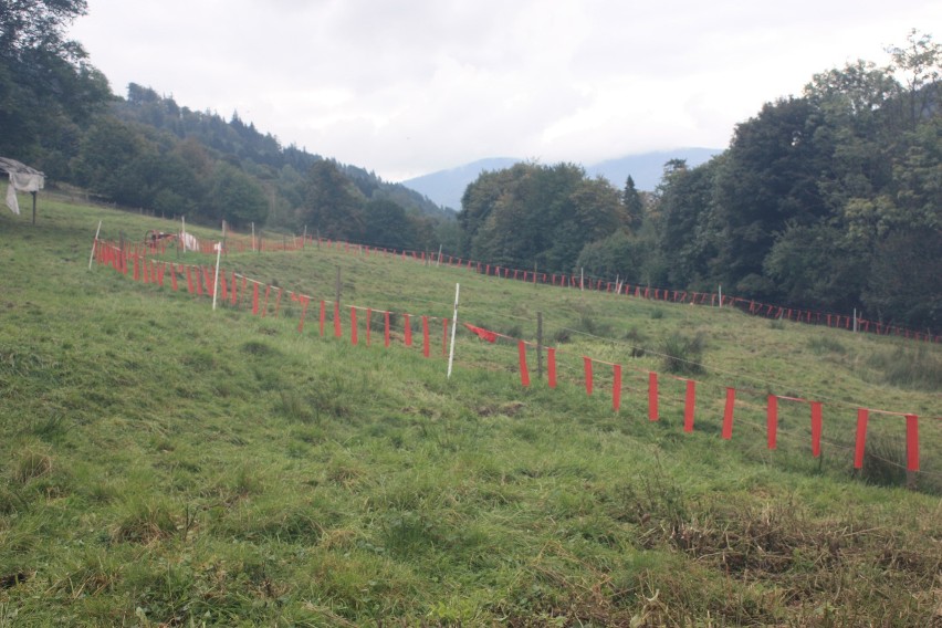 Zabezpieczenia przed wilkami, rysiami i niedźwiedziami trafiają do gospodarzy w Beskidach