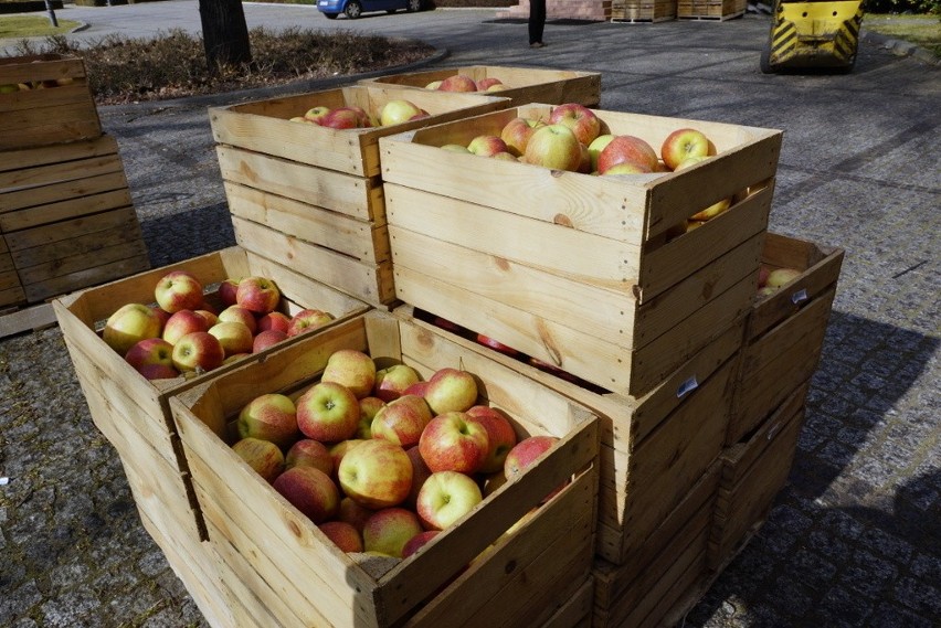 Wrocław: 20 ton jabłek do rozdania (ZDJĘCIA)