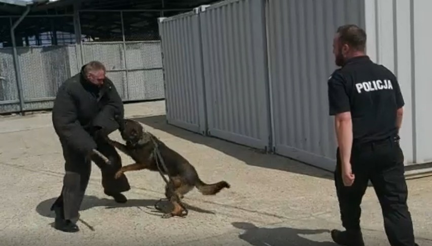 Szkolenie psów na policyjnym terenie przy ul. Iławskiej w...