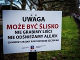 Szczecin: Nie będzie grabienia liści i odśnieżania alejek w parkach