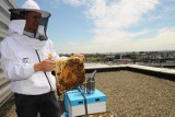 Ule w Białymstoku: Pszczelarze mogą zgłaszać się do miasta i zakładać pasieki na miejskich dachach i działkach