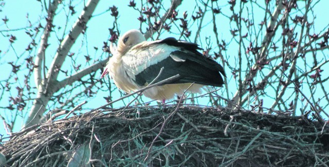 W województwie łódzkim można spotkać coraz więcej bocianów. To zdjęcie zostało wykonane w Gołębiewie w powiecie kutnowskim