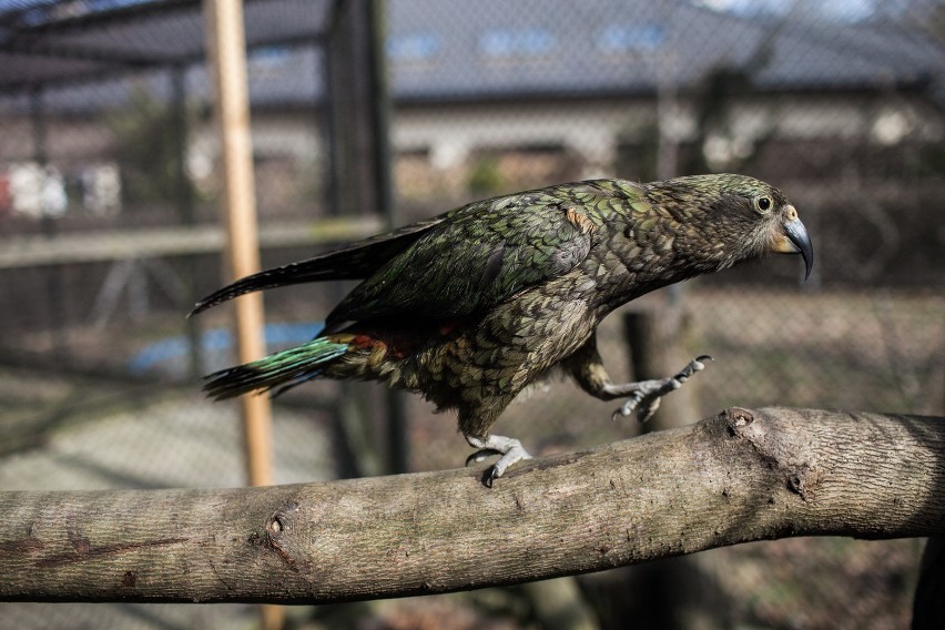 W łódzkim zoo zamieszkała papuga kea. Ptak posiada inteligencję pięcioletniego dziecka [ZDJĘCIA]