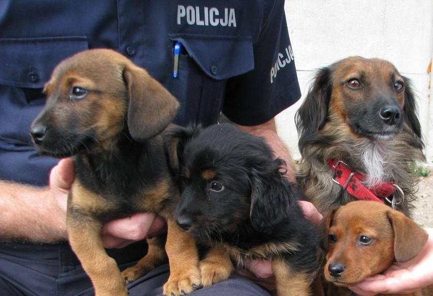 Policjanci z Krapkowic znaleźli suczkę ze szczeniakami na dzikim wysypisku śmieci