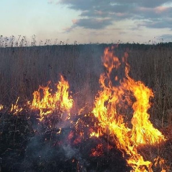 Strażacy apelują o ostrożność. Tylko dziś w naszym regionie spłonęło ponad 30 hektarów pól.