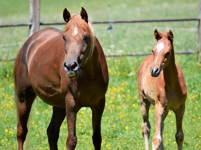 Od początku 2023 roku posiadacze koni i innych koniowatych muszą mieć status producenta, zarejestrowaną siedzibę stada oraz zgłosić posiadane zwierzęta.