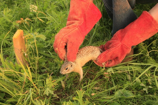 W 2011 r. naukowcy przywieźli do Świdnika 150 susłów z  rezerwatu Popówka. Na zdjęciu - wpuszczanie gryzonia do nory